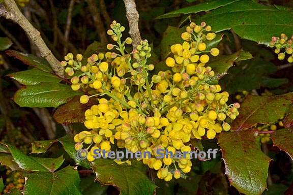 berberis aquifolium 1 graphic